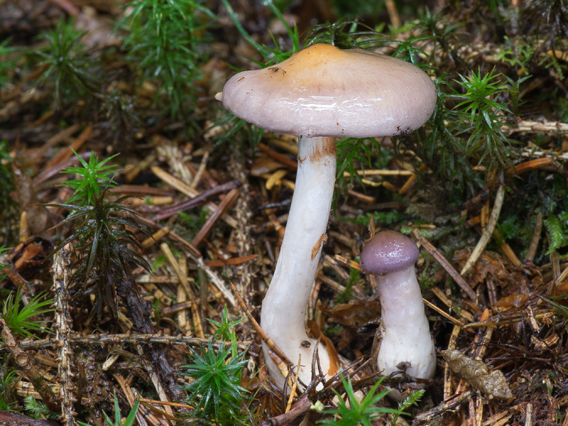 Cortinarius betulinus